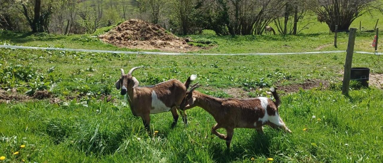 La Ferme De Sapharey Bed and Breakfast Sarrazac  Εξωτερικό φωτογραφία